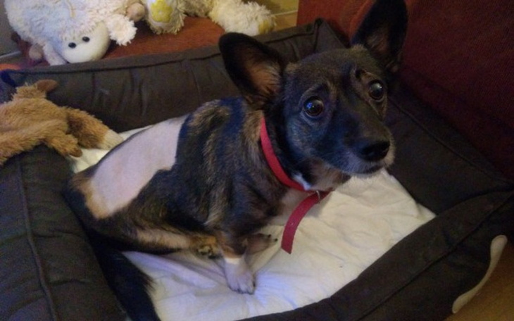 Zbiórka Kółka dla Daisy - zdjęcie główne