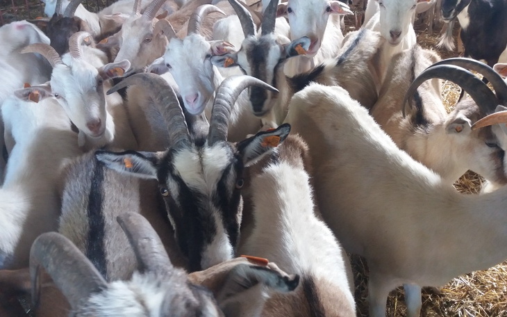 Zbiórka Leczenie i pomoc dla kózek - zdjęcie główne