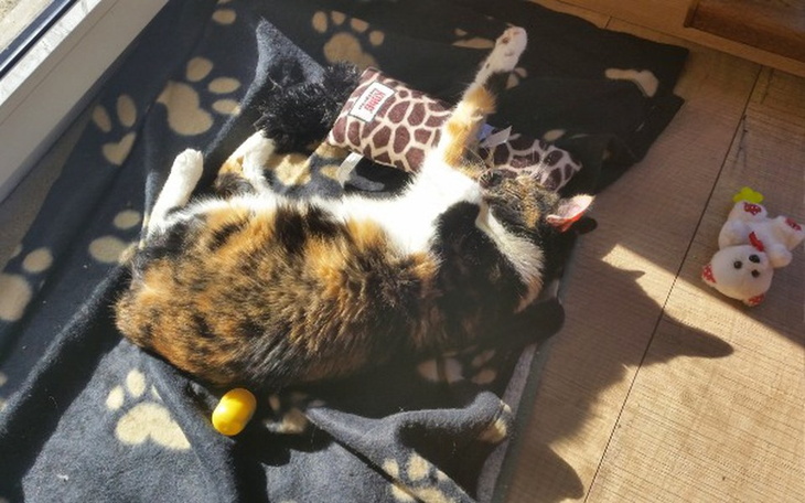 Zbiórka Pomóżmy Kafce w walce z FIV - zdjęcie główne