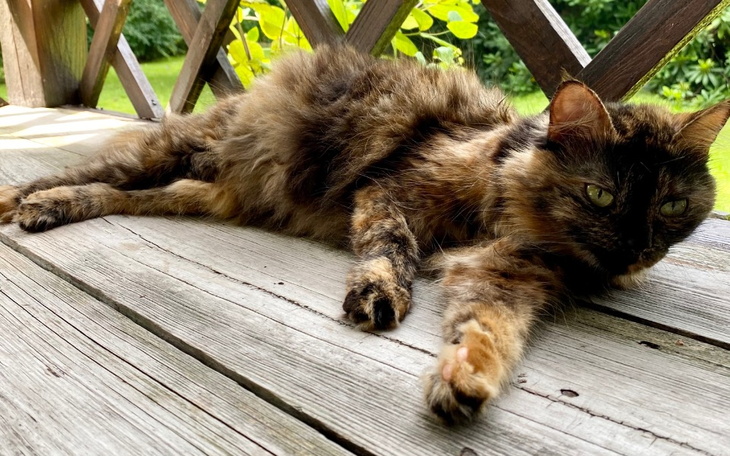 Zbiórka Uratuj życie młodziutkiej Coco - zdjęcie główne