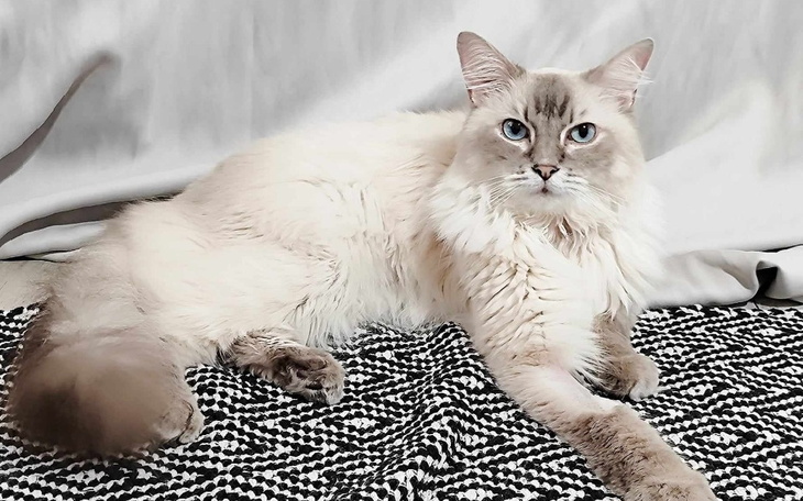 Zbiórka Leczenie cudownej koteczki Luny - zdjęcie główne