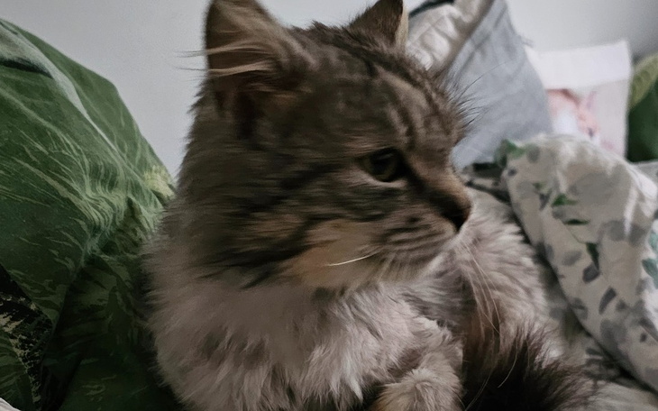 Zbiórka Heniutek ma zapalenie otrzewnej - zdjęcie główne