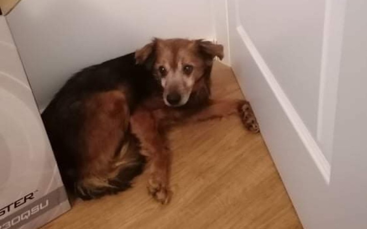 Zbiórka Miał być dom... - zdjęcie główne