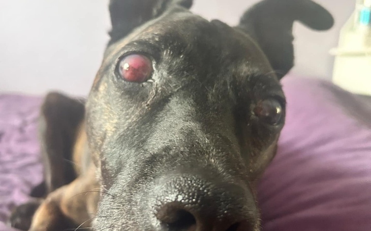 Pies z czerwonymi oczami leży na łóżku, patrząc w obiektyw.