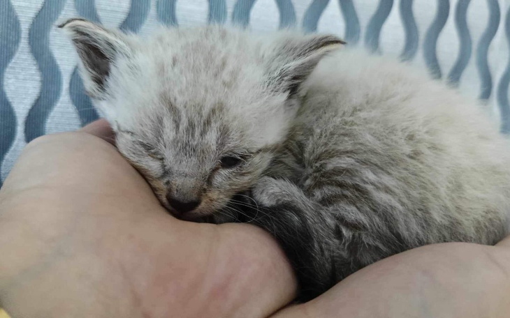 Dokumenty dotyczące sterylizacji zwierząt, z informacjami.