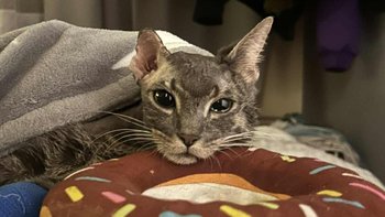 Zbiórka Na życie dla Soniczka - miniaturka zdjęcia