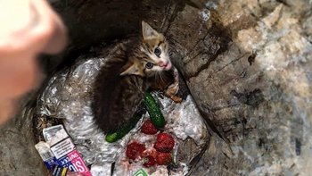 Zbiórka Kotka wyrzucona do śmietnika - miniaturka zdjęcia