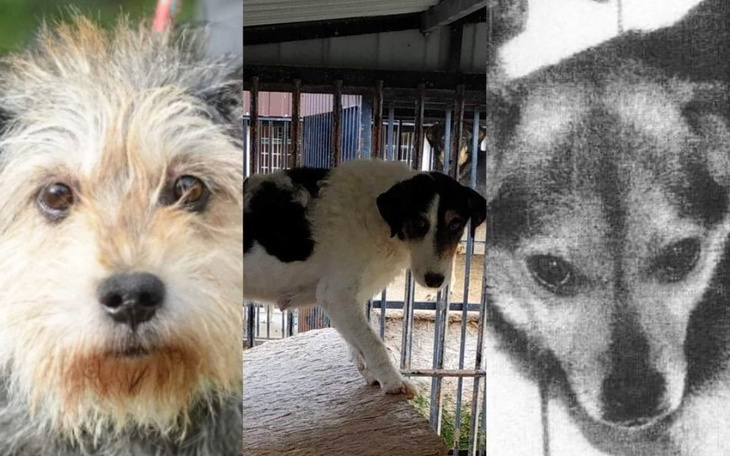 Zbiórka Na transport ze schroniska do dt - zdjęcie główne