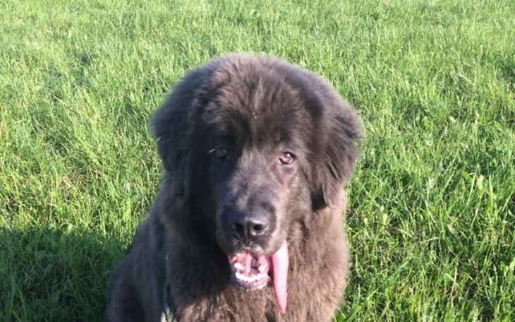 Zbiórka Operacja oczu pieska - zdjęcie główne