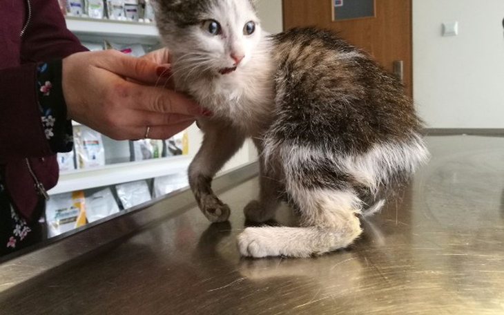 Zbiórka Mrumru ma szansę na nowe życie - zdjęcie główne