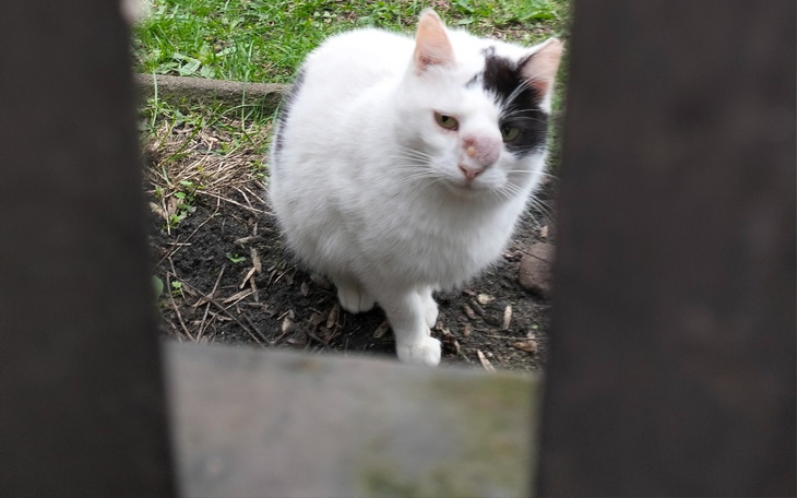 Zbiórka Podaruj serce Plamce - zdjęcie główne