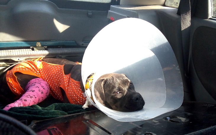 Zbiórka Koszty operacji drugiej nóżki - zdjęcie główne