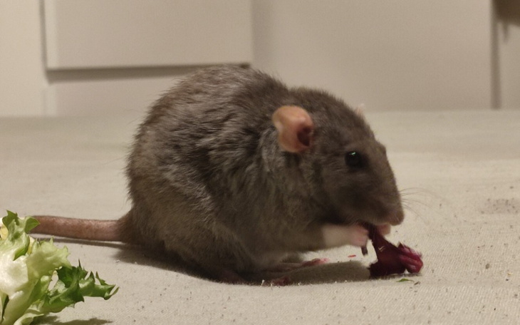 Zbiórka Na Pogoń za marzeniem - zdjęcie główne