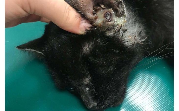 Zbiórka Luka - zdjęcie główne