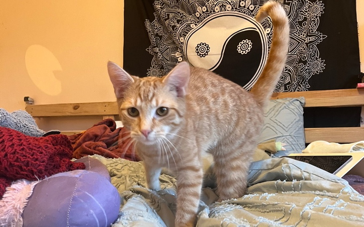 Zbiórka Kastracja Grzesia - zdjęcie główne