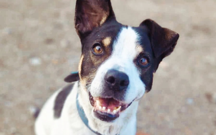 Zbiórka Nowe życie dla Berniego - zdjęcie główne