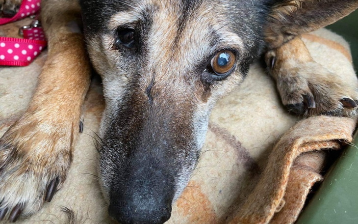 Zbiórka Kolejny pies skazany na śmierć - zdjęcie główne