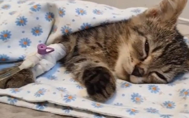 Chory kotek owinięty w kocyk w szpitalu.