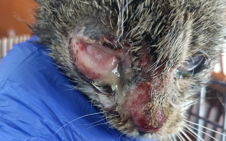 Zbiórka Maggie walczy - zdjęcie główne