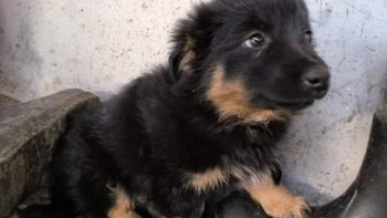 Zbiórka Niechciana suczka i szczeniaki - miniaturka zdjęcia