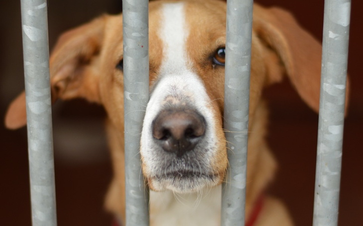 Pies patrzy przez kraty, wyrażając tęsknotę za wolnością.