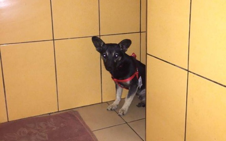 Zbiórka Historia jednego psa - zdjęcie główne