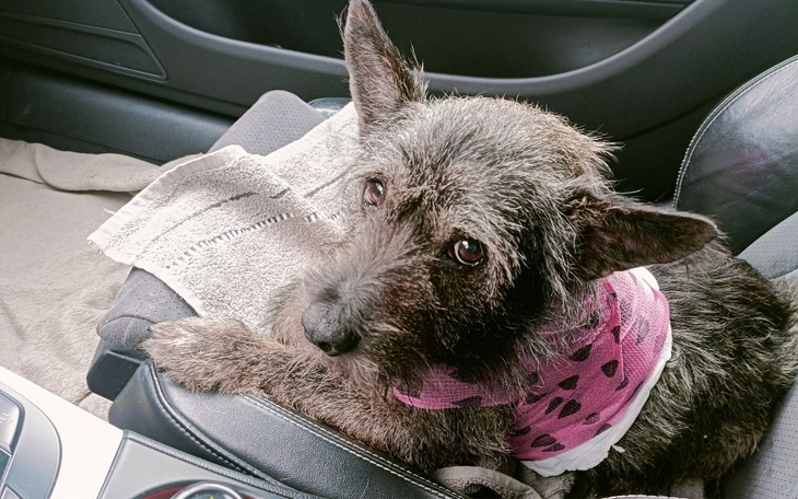 Pies w samochodzie, z różowym ubraniem.