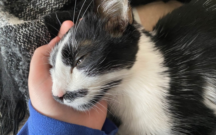 Zbiórka Hestia walczy o życie - zdjęcie główne