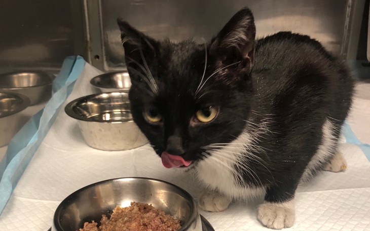 Czarny kotek z białymi łatami przy misce z jedzeniem.