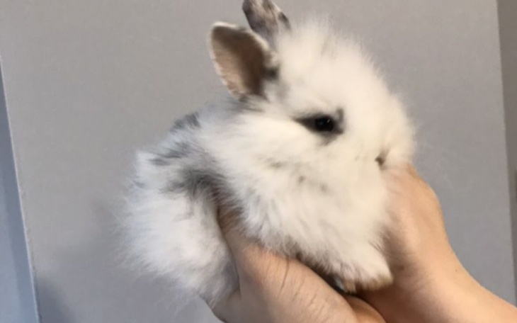 Zbiórka Zbieram na królika - zdjęcie główne