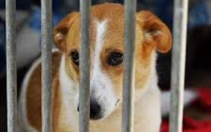 Zbiórka schronisko dla piesków i kotków - zdjęcie główne