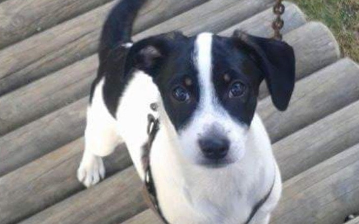 Mały piesek na drewnianym podłożu, patrzący w obiektyw.