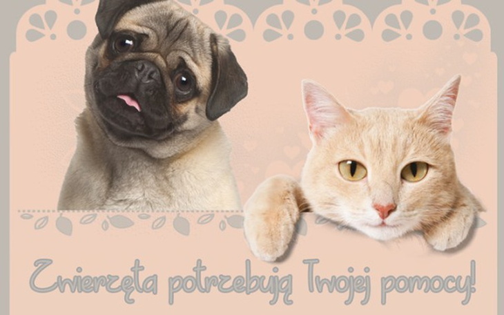 Zbiórka Karma dla zagłodzonych zwierząt! - zdjęcie główne