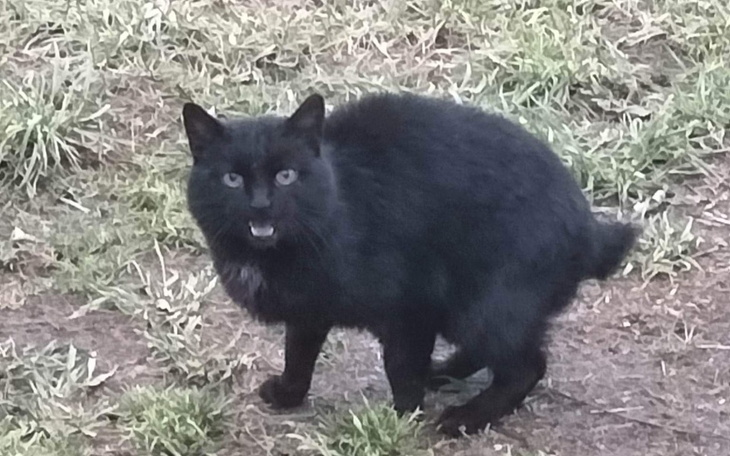 Zbiórka Gdzie mój ogon Kot po wypadku - zdjęcie główne