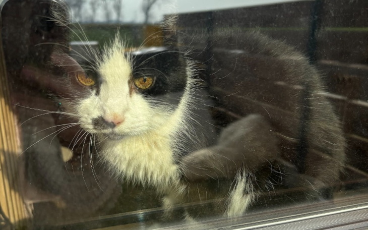 Kot patrzący przez okno, z intensywnym spojrzeniem.