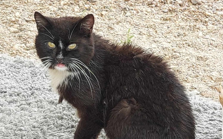Zbiórka Płaczek Tofik - zdjęcie główne