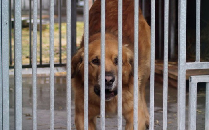 Zbiórka Zbiórka pieniedzy dla schroniska - zdjęcie główne