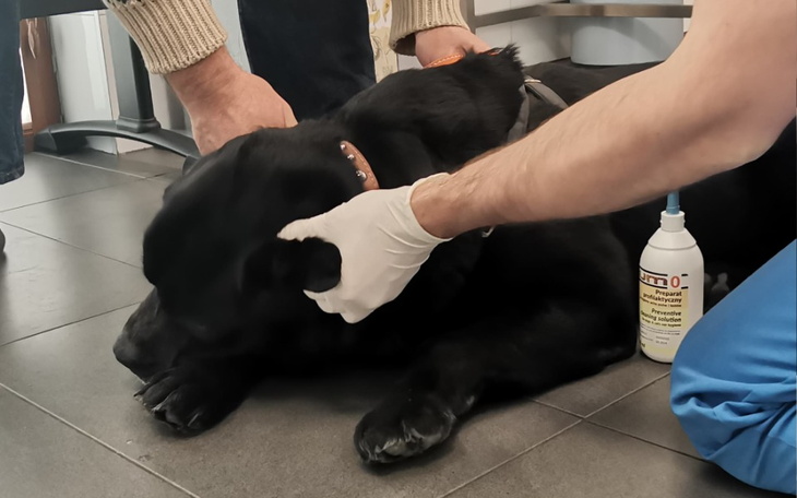 Zbiórka Pomoc dla chorych uszek Tomcia - zdjęcie główne