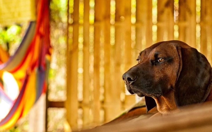 Zbiórka Karma dla czworonogów z Ukrainy - zdjęcie główne