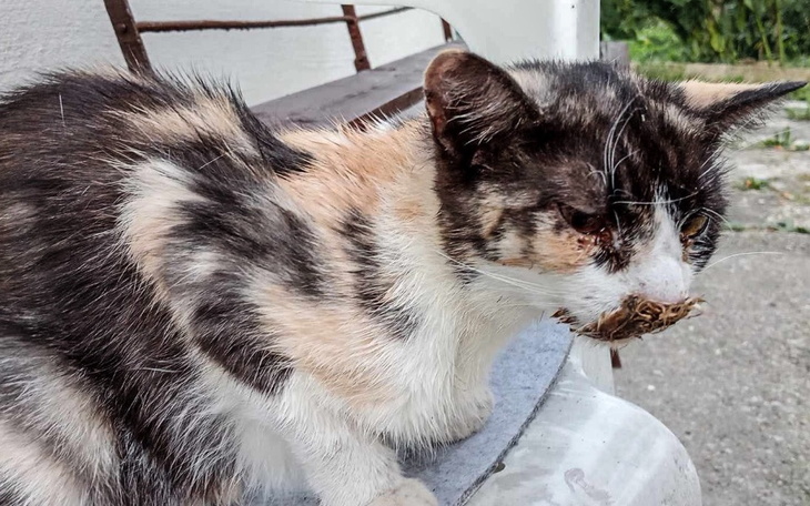 Kot z brudnym pyszczkiem siedzi na ławce.