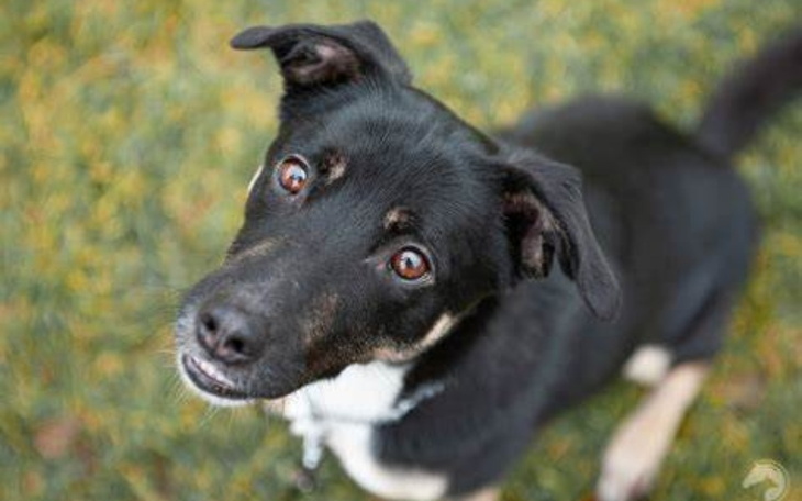 Zbiórka Pomoc smutnym zwierzętom - zdjęcie główne