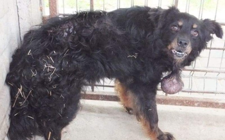 Zbiórka Przwróćmy godność staruszkowi. - zdjęcie główne