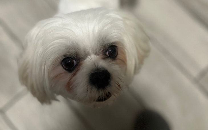 Zbiórka Kastracja Leo - zdjęcie główne