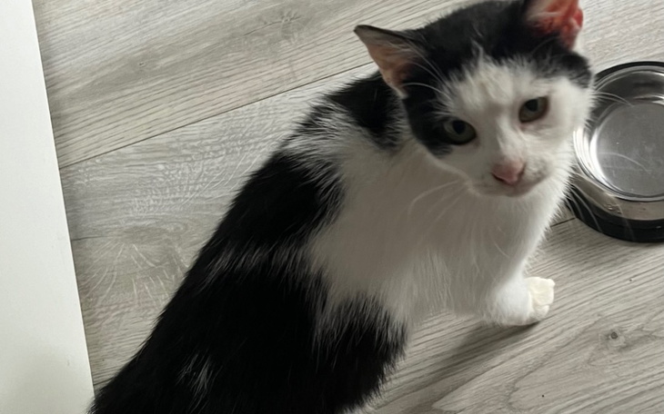 Zbiórka Na jedzonko dla kici - zdjęcie główne