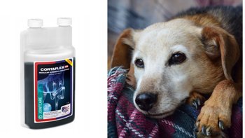 Zbiórka Potrzebny preparat na stawy - miniaturka zdjęcia