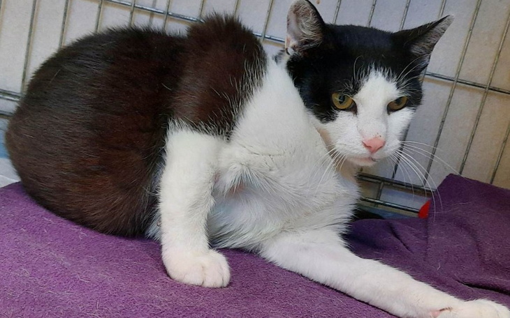 Zbiórka Lapis wypadek i obrzęk mózgu - zdjęcie główne