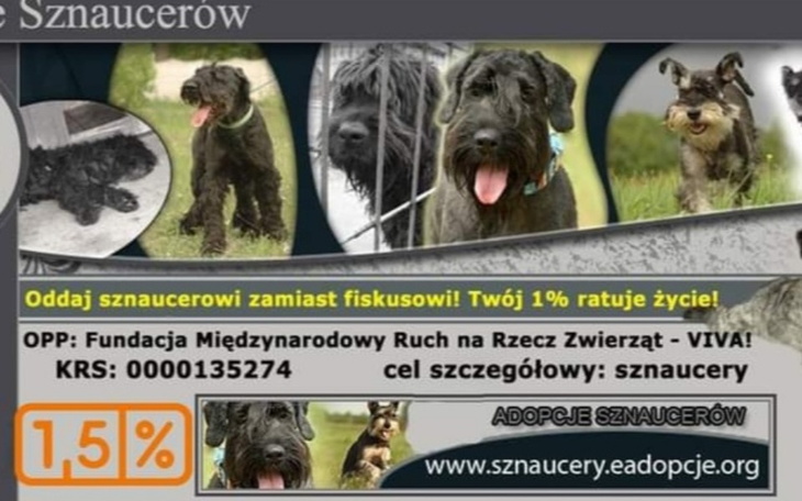 Zbiórka Leczenie Sznaucerów od Dorotki - zdjęcie główne