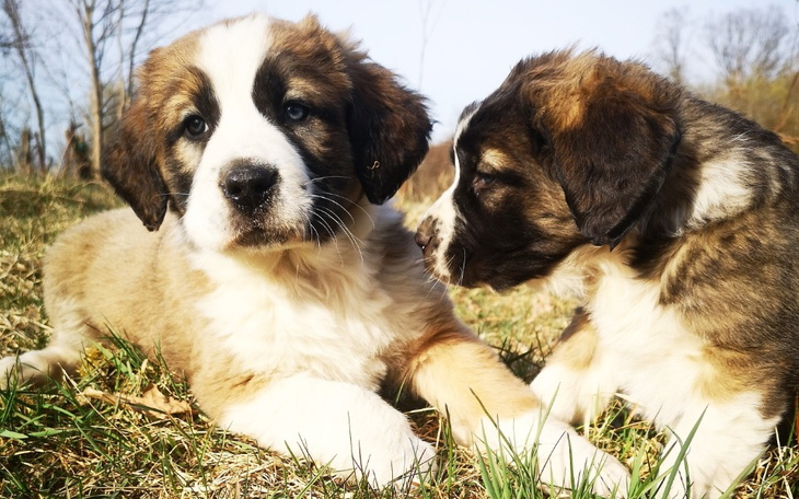 Zbiórka Nowi w domu tymczasowym Stada - zdjęcie główne