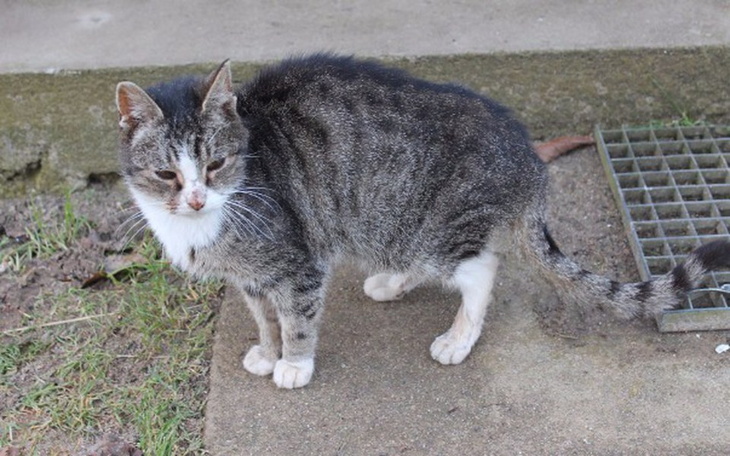 Zbiórka Kotka z guzem - zdjęcie główne