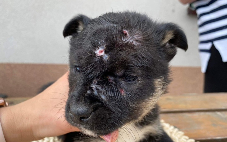 Zbiórka Szczeniaki uwięzione w kojcu - zdjęcie główne